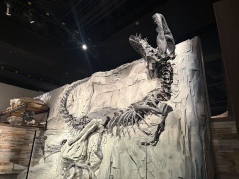The dark skeleton of the Tyrannosaurus rex specimen Black Beauty mounted against a pale rock display at the Royal Tyrrell Museum.
