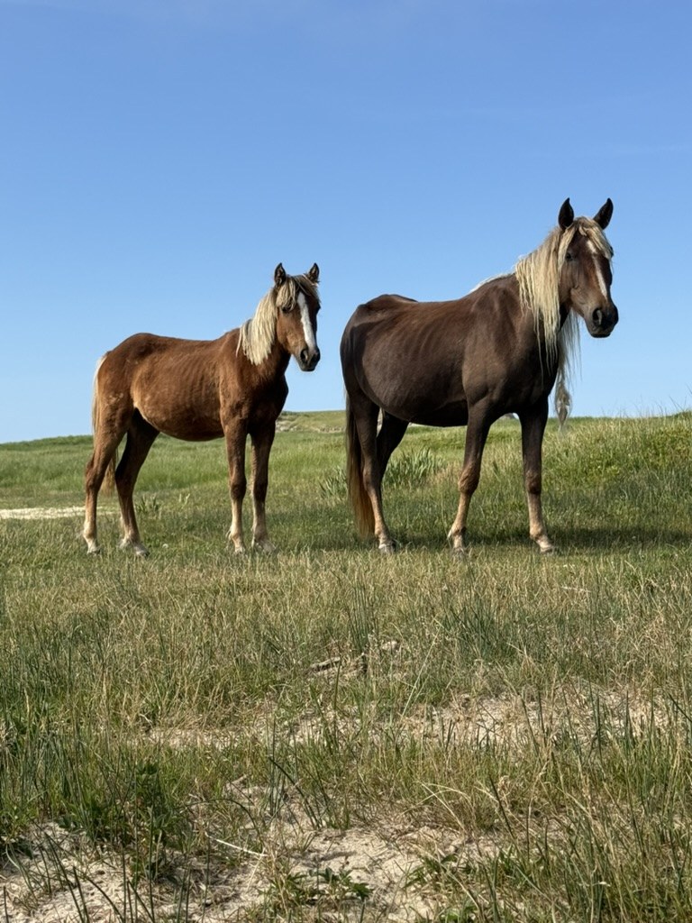 A smaller chestnut Sable Island horse standing beside a larger dark bay horse among dune grass.