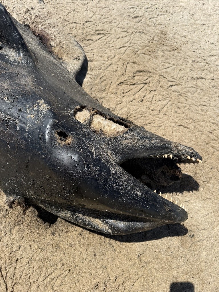 Close view of the head of a deceased pilot whale resting on sand on Sable Island’s north shore.