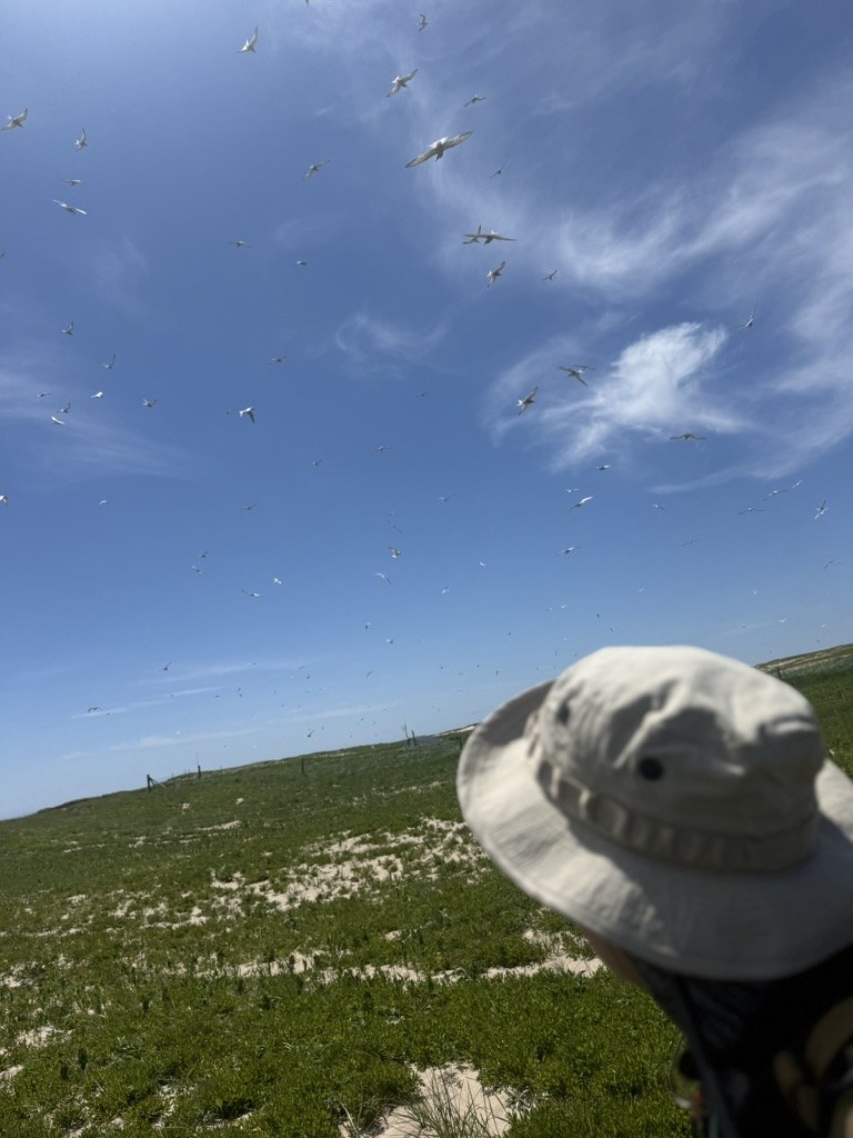 Weronika looks toward a large flock of terns flying above the green dunes of Sable Island.