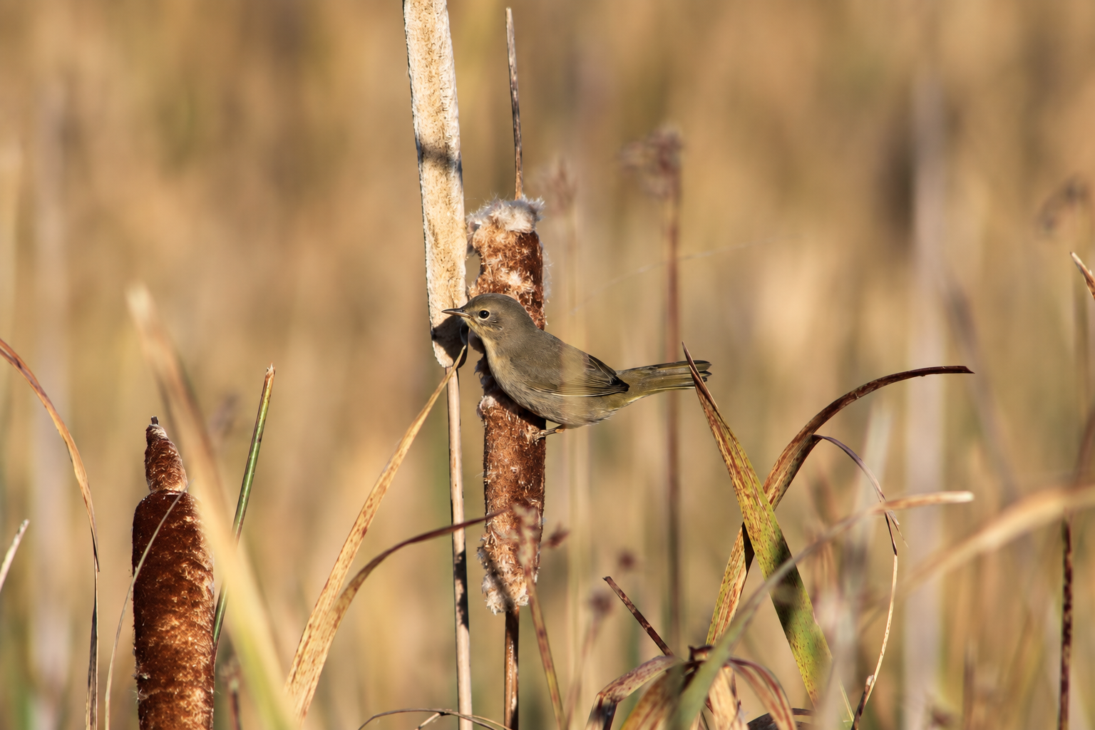 An olive-brown Common Yellowthroat with a pale yellow throat perched sideways on a cattail.