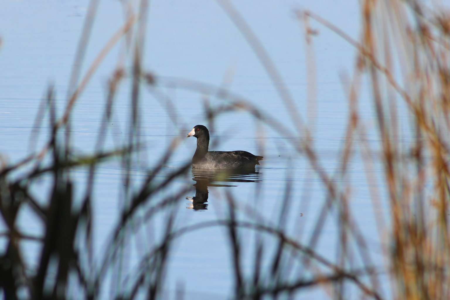 An American Coot with a white bill and red eye floating on blue water, framed by out-of-focus reeds.