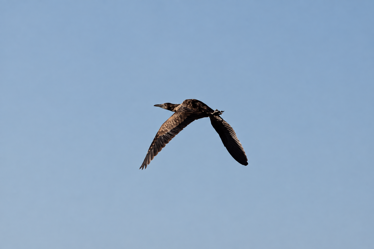 An American Bittern flying across a clear blue sky with broad brown wings extended.
