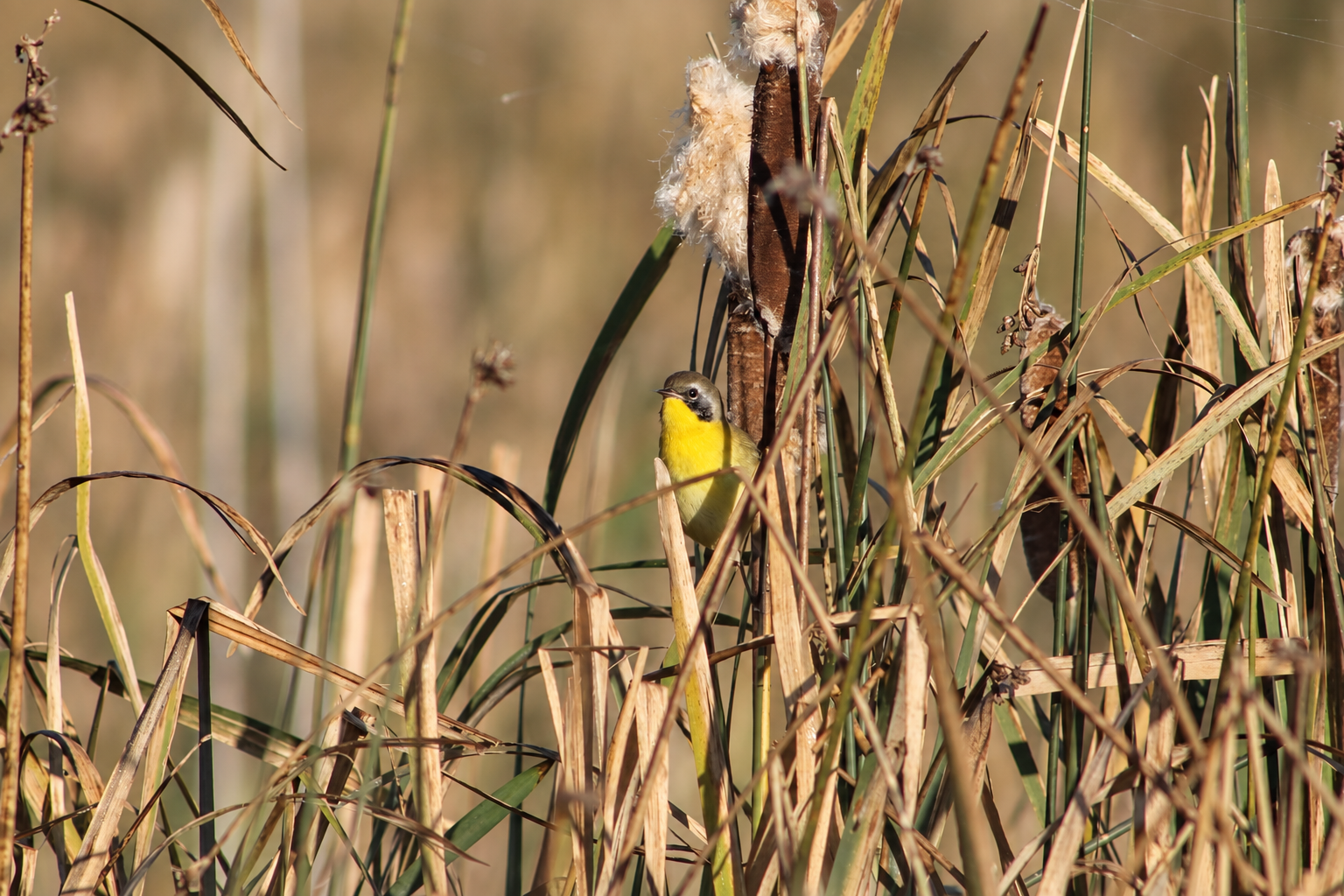 A male Common Yellowthroat showing its bright yellow throat and dark face mask through tangled reeds.