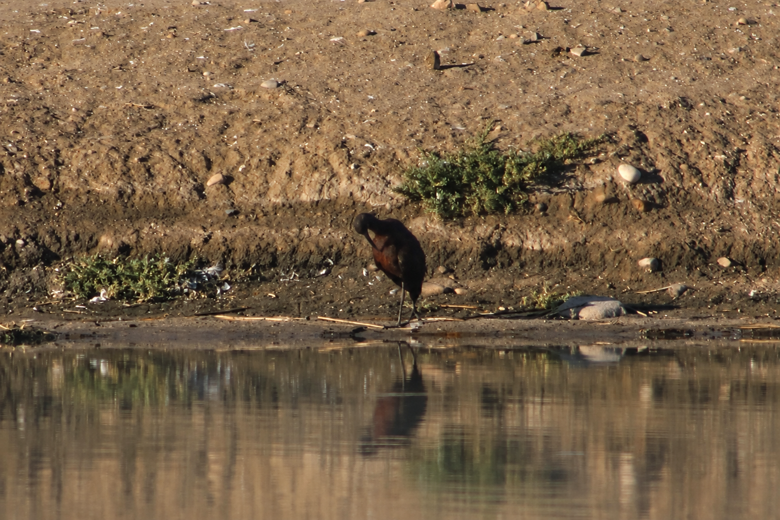 A dark chestnut ibis preening on the muddy shore, with its reflection in the water below.