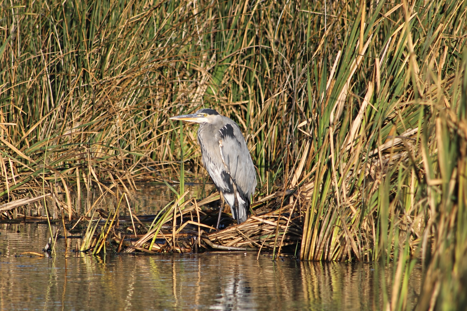 A Great Blue Heron standing still beside dense green and golden reeds at the water’s edge.