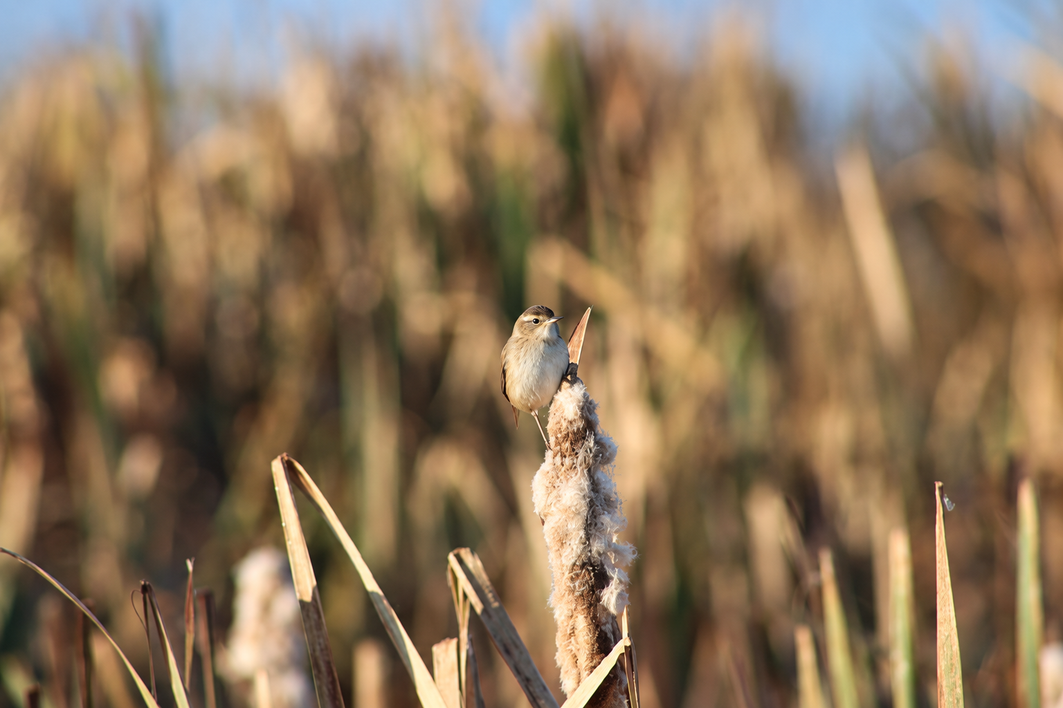 A Marsh Wren with a pale eyebrow balancing on a fluffy cattail head in warm autumn light.