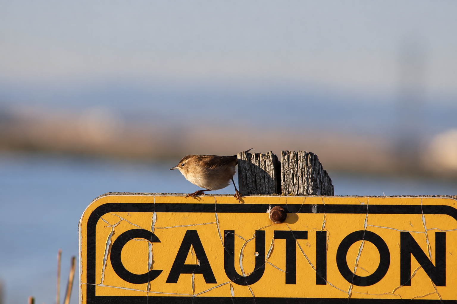 A small brown wren perched on a weathered yellow CAUTION sign beside the lake.