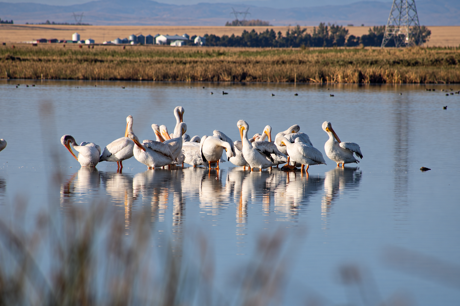 A flock of American White Pelicans preening in shallow water, reflected against a backdrop of prairie fields.