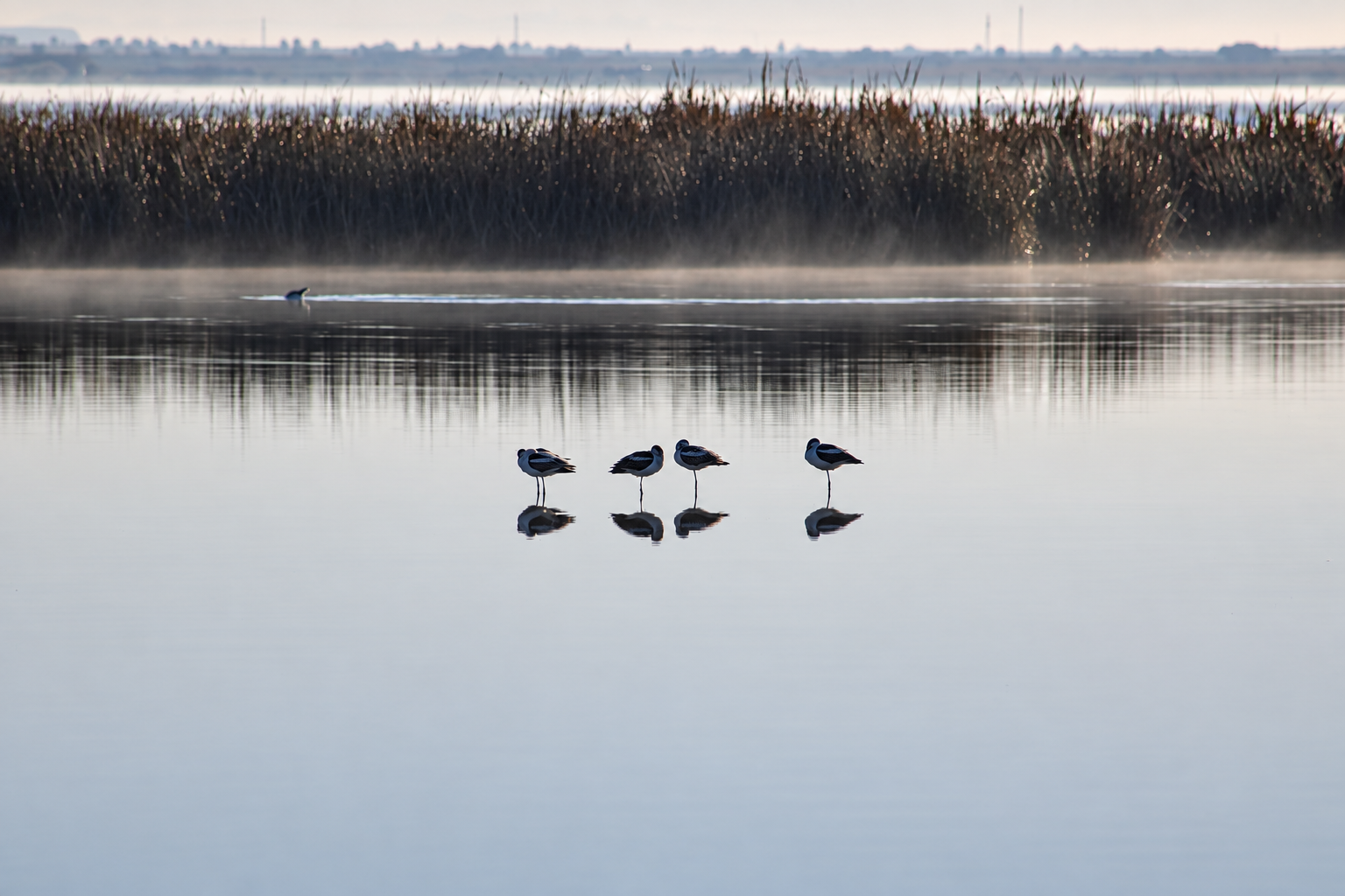 Four American Avocets in black-and-white nonbreeding plumage resting on long legs in still, misty water.