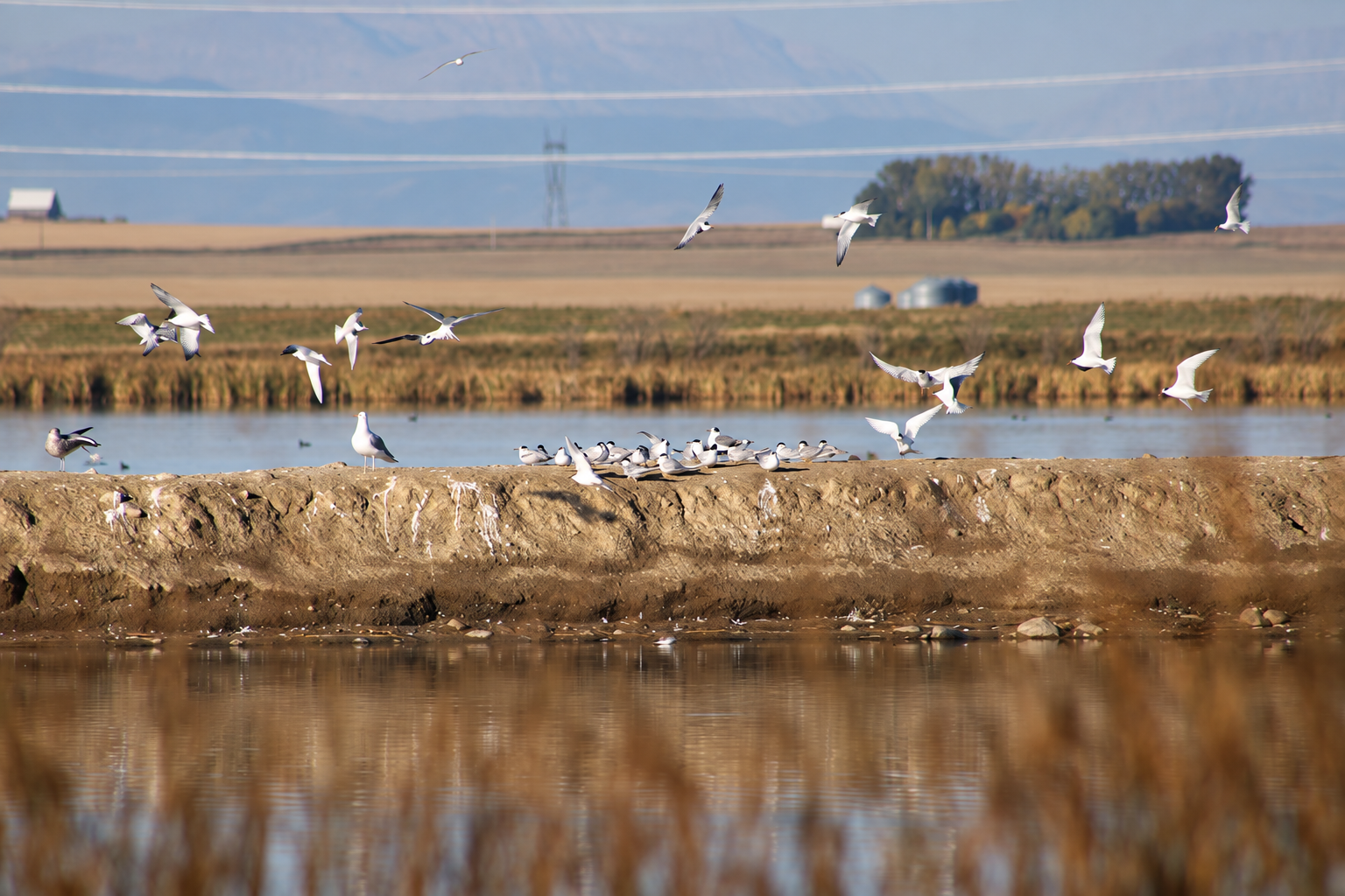 A mixed flock of gulls taking flight above a low bank, with the lake and prairie landscape behind them.