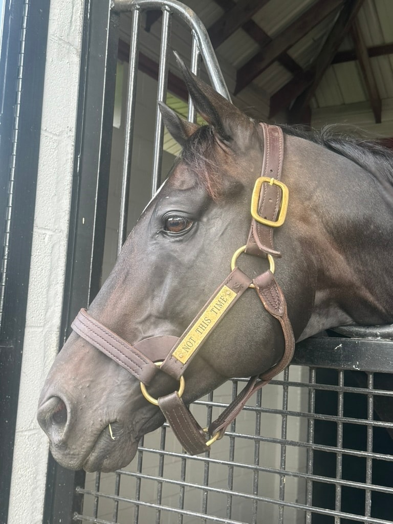 Not This Time looking out of his stable, wearing a leather halter with a brass nameplate.